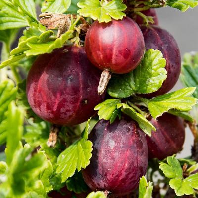 Rote Stachelbeere<br>Deep Red