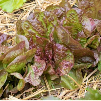 roter Kopfsalat<br>Merveille des quatre saisons<br>Pflanze