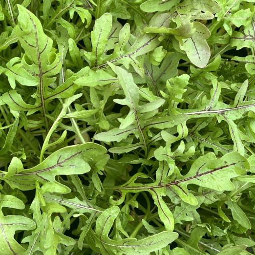 Rucola<br>Red Streaks