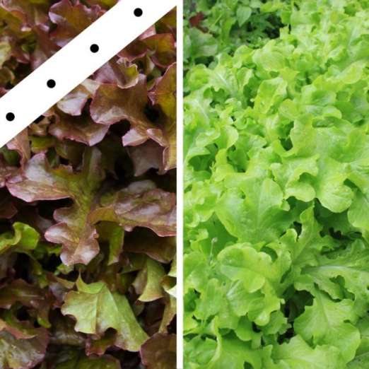 Schnittsalat-Duo<br>Saatband