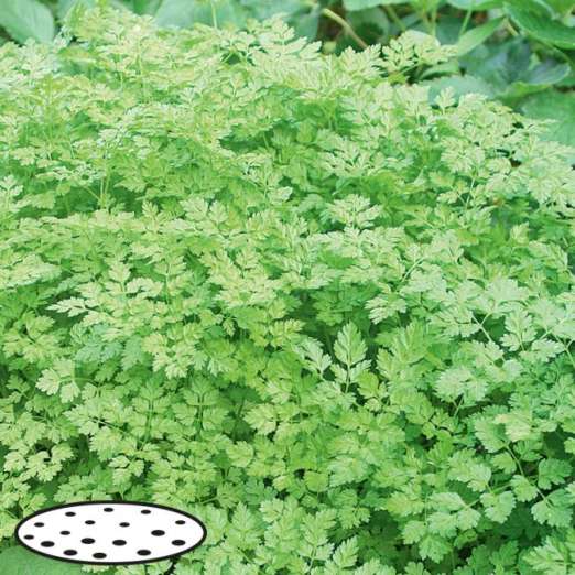 Kerbel<br>Saatscheiben