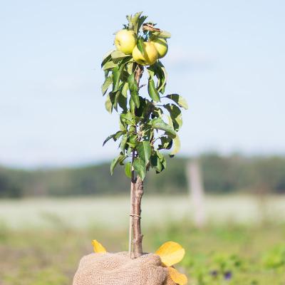 Säulenapfel<br>'Goldlane'