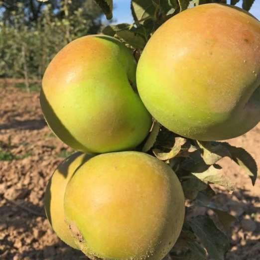 Säulenapfel<br>Greencats