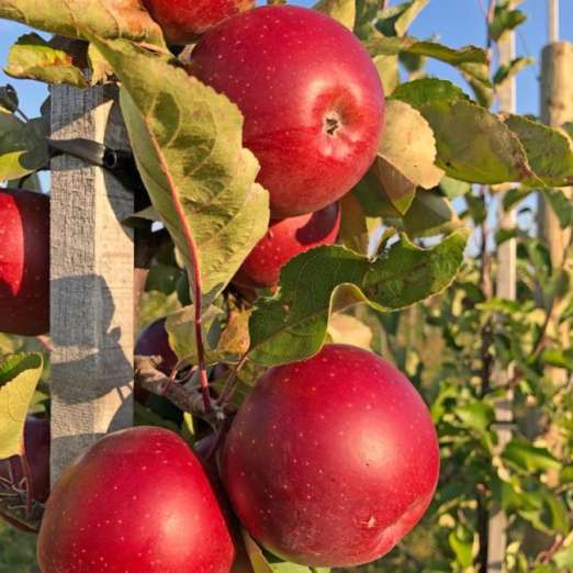 Säulenapfel <br>Rumba