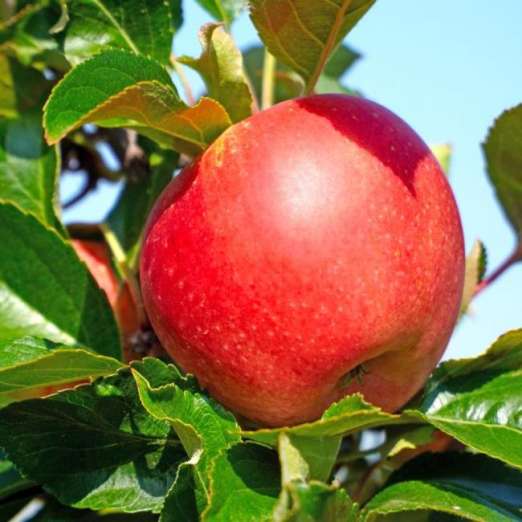 Säulenapfel<br>Sonate