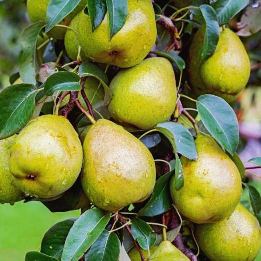 Zwergbirne<br> Garden Pearl