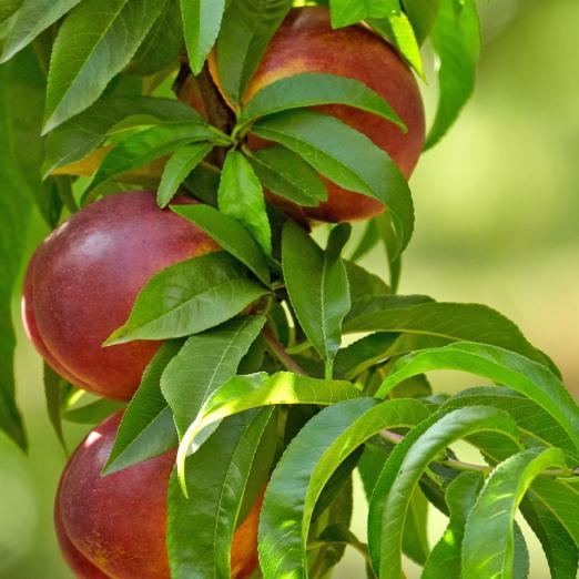 Säulennektarine Alice Col