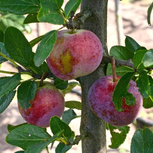 Säulenpflaume<br>Columnar Ruby