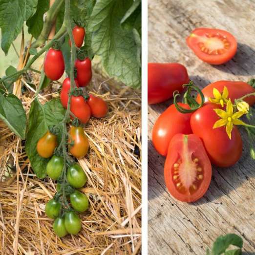 Salattomate<br>Naama