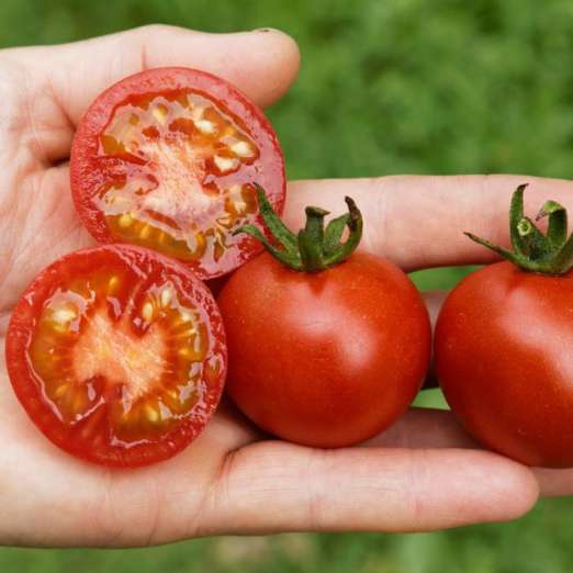 Salattomate<br>Vivaroma