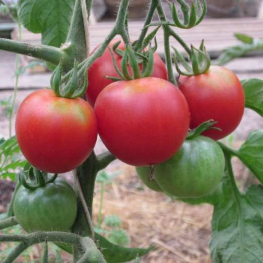 Salattomate<br>Bloody Butcher