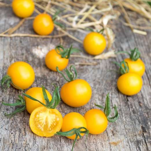 Salattomate<br>Justens Gelbe