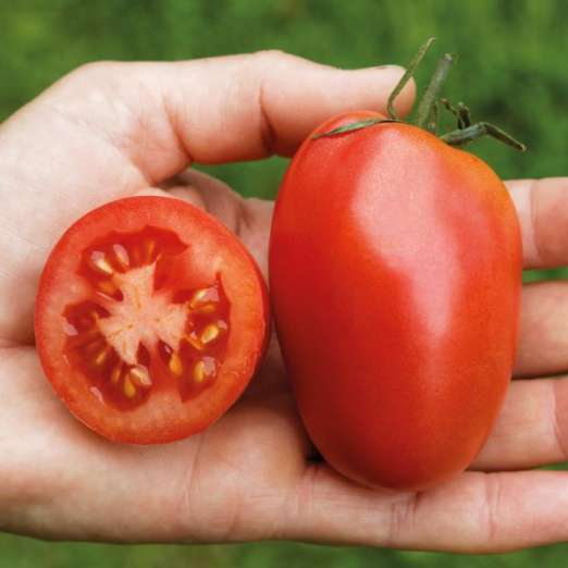 Salattomate<br>Rote Zora