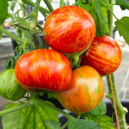 Salattomate<br>Shimmeig Creg