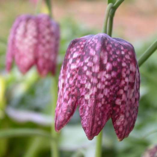 Schachbrettblume
