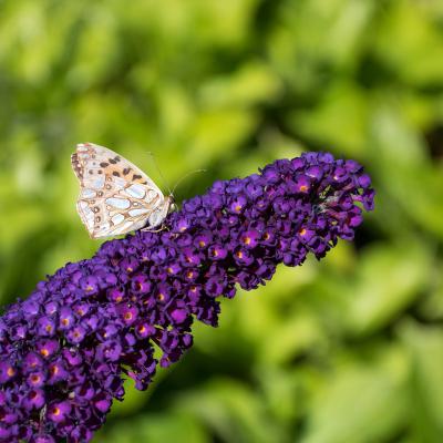 Schmetterlingsflieder<br>lila Nanho Purple
