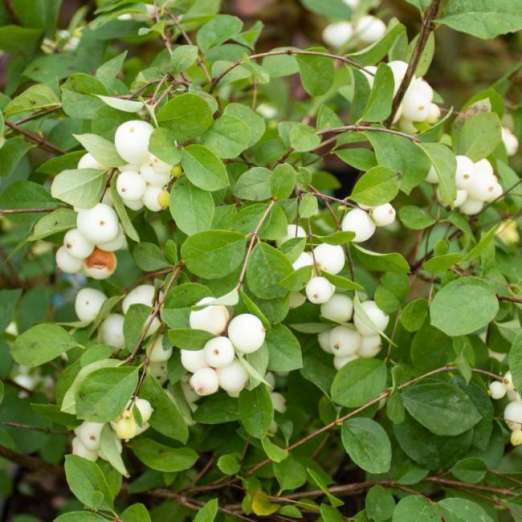 Garten-Schneebeere<br>White Hedge