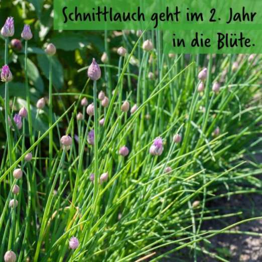 Schnittlauch<br>Medium Leaf