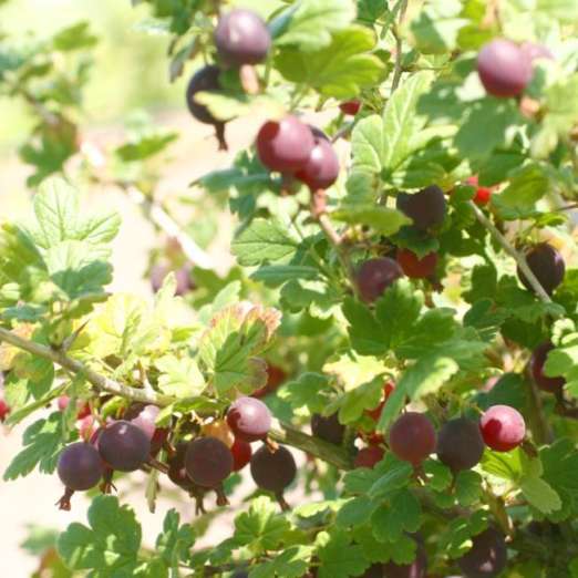 Schwarze Honigbeere <br>Ribes divaricatum