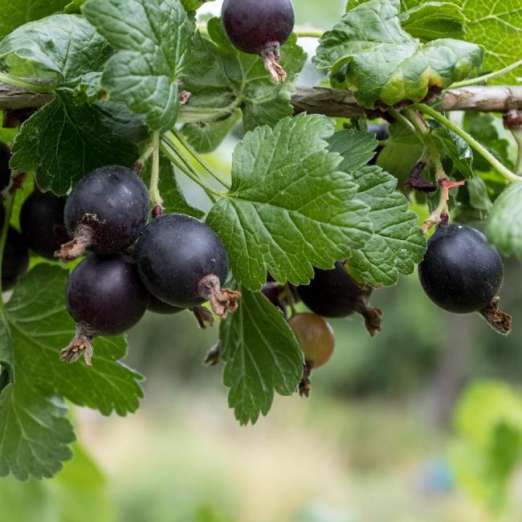 Schwarze Johannisbeere<br>Noiroma