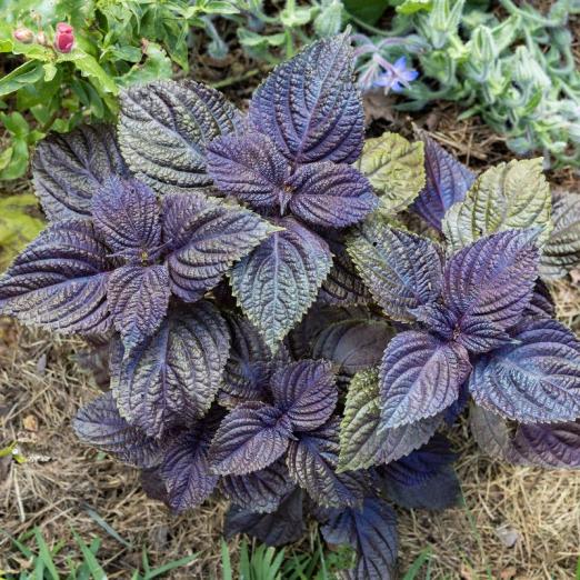 Shiso rot<br>Pflanze