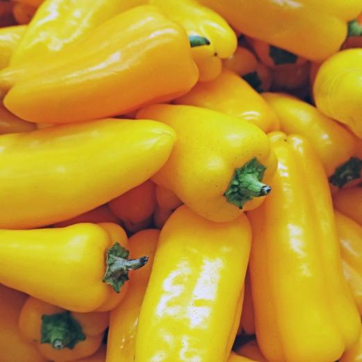 Paprika<br>Radja<br>Pflanze