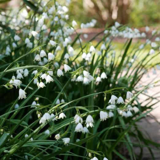 Sommerglöckchen<br>Sommerknotenblume<br>Gravetye Giant