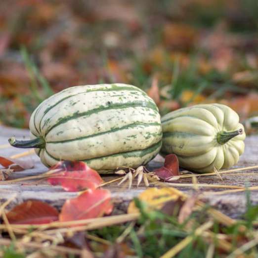 Sommerkürbis<br>Bush Delicata