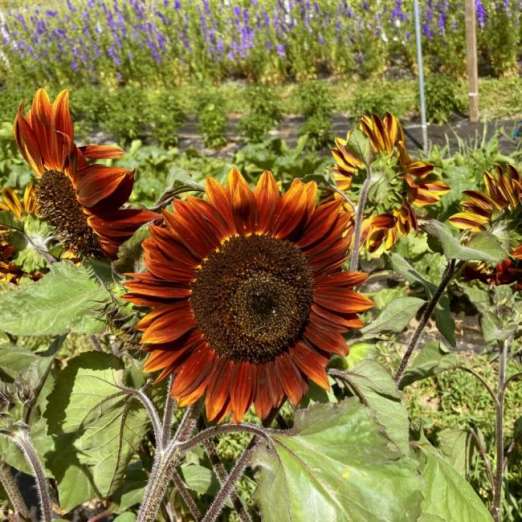 Sonnenblume<br>Chocolate Cherry