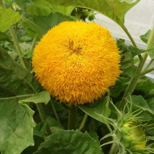 Zwerg-Sonnenblume<br>Gold Coin