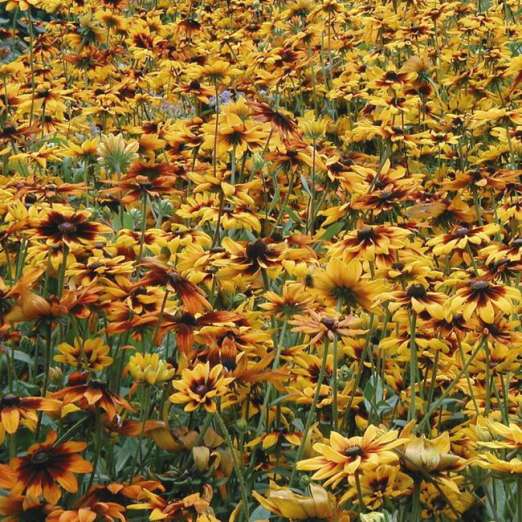 Sonnenhut Herbstwald Rudbeckia