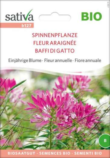 Spinnenblume