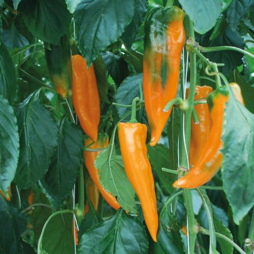 Paprika<br>Kyra<br>Pflanze