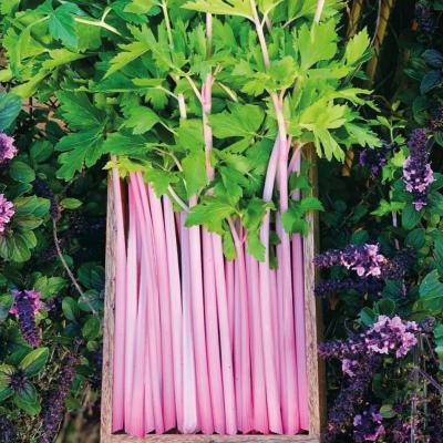 Stangensellerie<br>Chinese Pink Celery