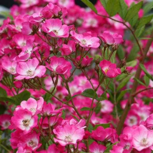 Moschusrose<br>Mozart