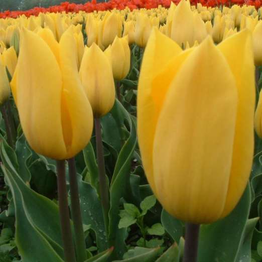 Triumph-Tulpe<br>Strong Gold