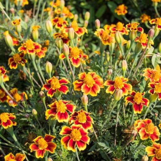 Tagetes<br>Ehrenlegion