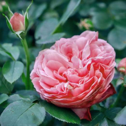 Rugosarose<br>Therese Bugnet