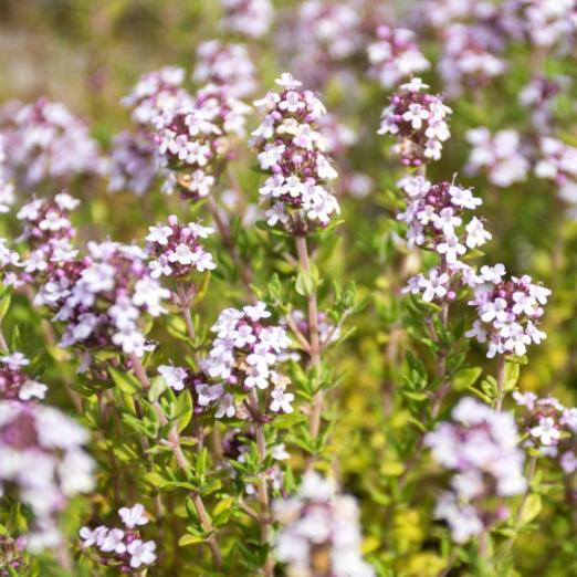Kugelthymian Compactus<br>Pflanze