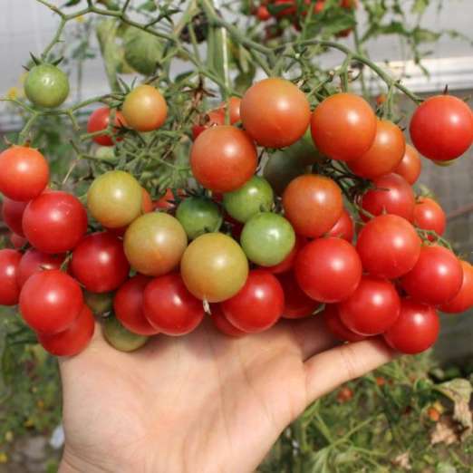 Cherrytomate<br>Rubelitta