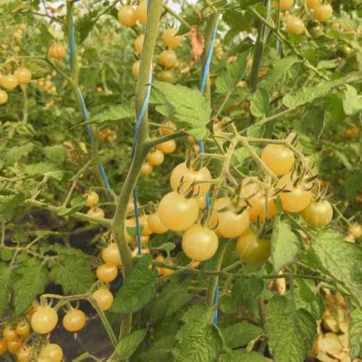 Wildtomate<br>Weiße Ribisel