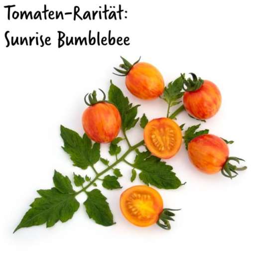 Tomate<br>Sunrise Bumblebee<br>Pflanze