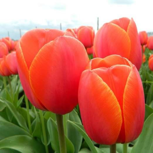 Darwin-Hybrid-Tulpe<br>Ad Rem