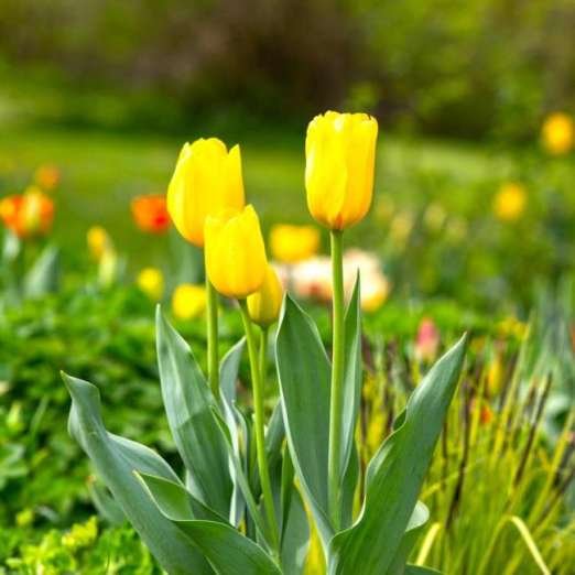 Triumph-Tulpe<br>Novi Sun