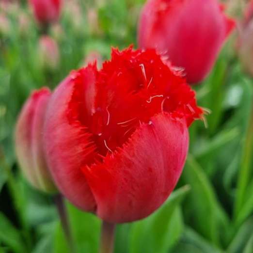 Gefranste Tulpe<br>Masterpeace