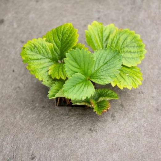 Biologisch abbaubares Gartenvlies<br> BioWeedstop 5 m x 1 m