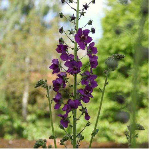 Purpur-Königskerze<br>Violetta<br>Pflanze