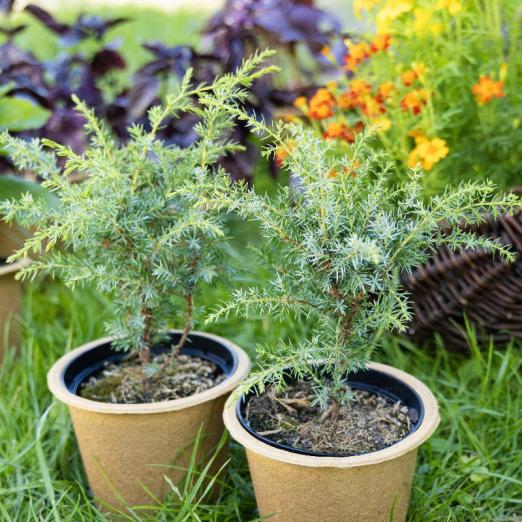 Wacholder<br>Pflanze