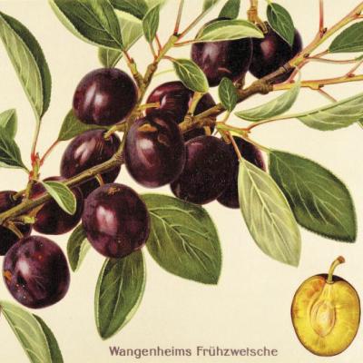 Wangenheims Frühzwetschge