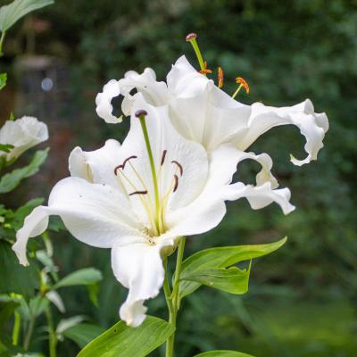 Orientalische Lilie<br>weiß